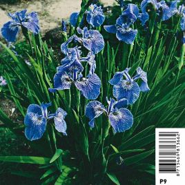 Iris Setosa bleu - Lys des marais