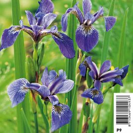 Iris versicolor - Lys des marais Plantes de bassin I 3,50 €