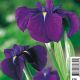 Iris kaempferi variegata - Lys des marais Plantes de bassin I 3,50 €