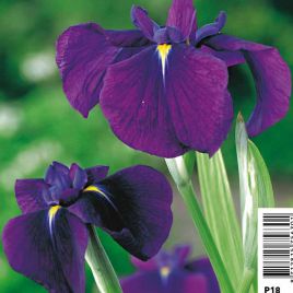 Iris  kaempferi variegata - Lys des marais