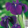 Iris  kaempferi variegata - Lys des marais