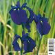 Iris kaempferi - lys des marais Plantes de bassin I 3,50 €