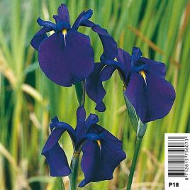 Iris  kaempferi - lys des marais