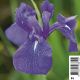 Iris laevigata - Lys des marais Plantes de bassin I 3,30 €