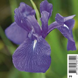 Iris laevigata - Lys des marais