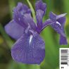 Iris laevigata - Lys des marais