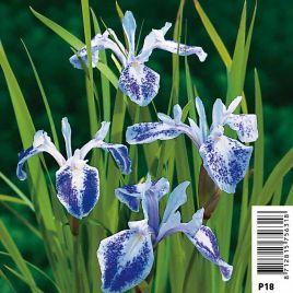 Iris laevigata mottled beauty - Lys des marais