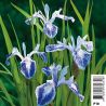 Iris laevigata mottled beauty - Lys des marais