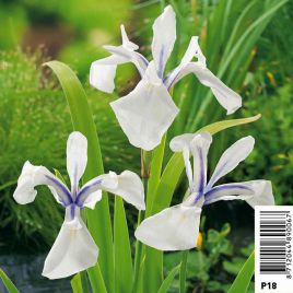 Iris laevigata snowdrift - Lys des marais