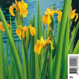 Iris pseudacorus variegata - Iris faux-acore strié