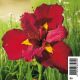 Iris ann chowing - Iris de Lousiane Plantes de bassin I 2,95 €