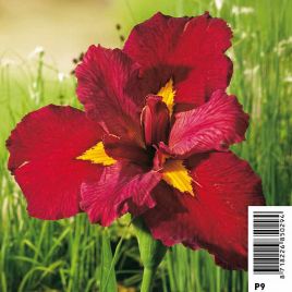 Iris ann chowing - Iris de Lousiane