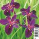 Iris black "Gamecock" - Iris de Lousiane 2,30 €