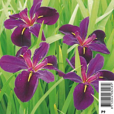 Iris black "Gamecock" - Iris de Lousiane Plantes de bassin I 2,30 €
