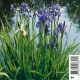Iris Sibirica - Iris de Sibéri bleu Plantes de bassin I 2,30 €