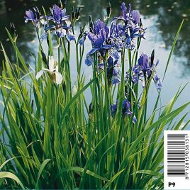 Iris Sibirica - Iris de Sibéri bleu