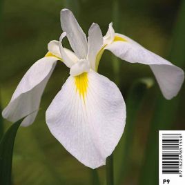 Iris Kaempheri White - Lys des marais