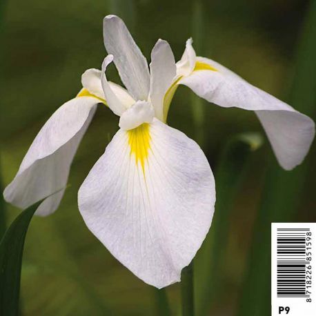 Iris Kaempheri White - Lys des marais Plantes de bassin I 2,30 €