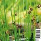 Juncus effusus - Jonc 3,50 €