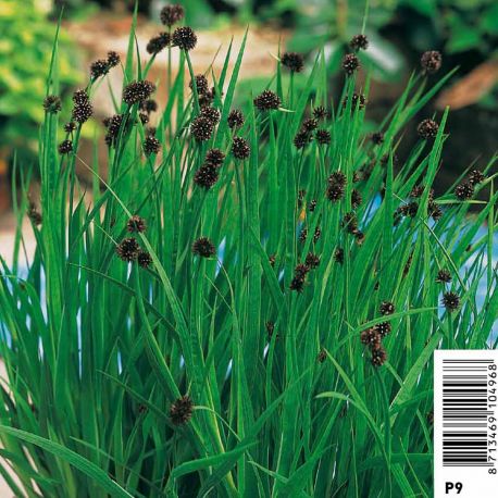 Juncus ensifolius Spiralis (épis/gras) - jonc spiralé - jonc tortueux 3,50 €