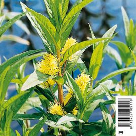 Lysimachia thyrsiflora jaune - lysimaque à fleurs en épis 3,50 €