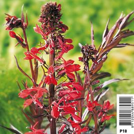 Lobelia Cardinalis - Lobélie cardinale