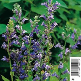 Lobelia siphilitica - Lobélie siphilitique 