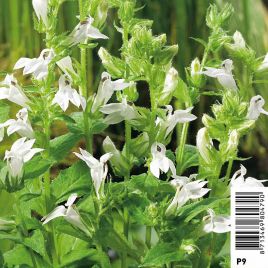 Lobelia siphilitica alba - Lobélie siphilitique 'Alba'