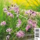 Lychnis flos-cuculi - Œillet des près 3,50 €