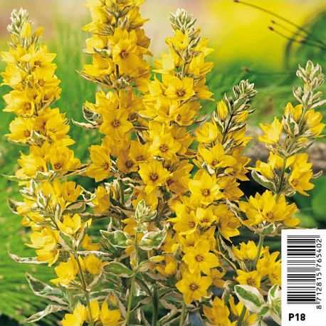 Lysimachia variegata - Lysimaque ponctuée