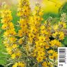 Lysimachia variegata - Lysimaque ponctuée