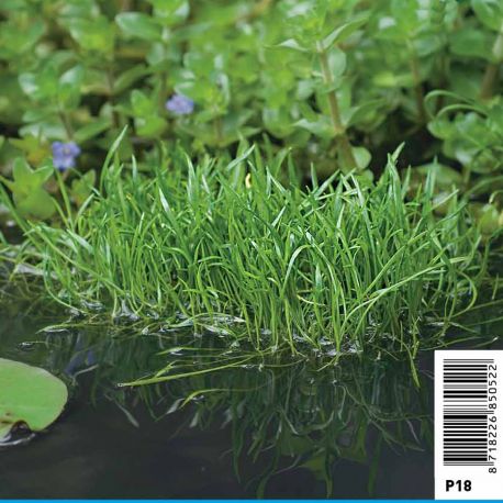 Lilaeopsis brasiliensis - faux Tenellus, Herbe de Nouvelle-Zélande