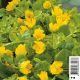 Lysimachia nummularia - Lysimaque 2,29 €