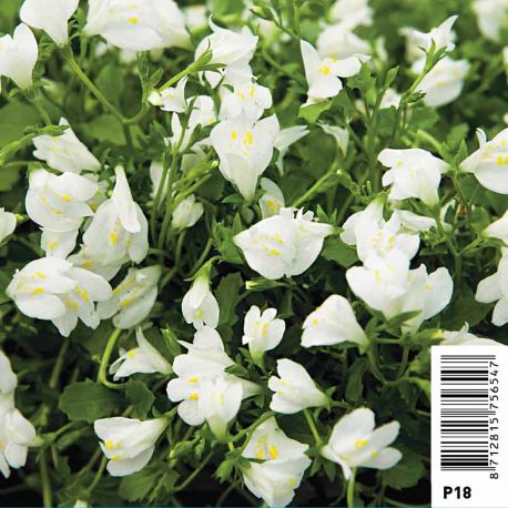 Mazus reptans Alba (blanc) - Mazus prostée 3,50 €