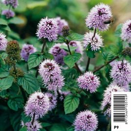 Mentha aquatica mauve - Menthe aquatique 3,50 €