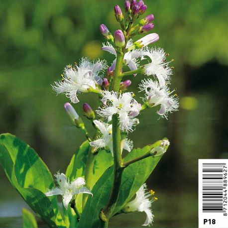 Menyantes trifoliata blanc - Trèfle d'eau Plantes de bassin M 3,50 €