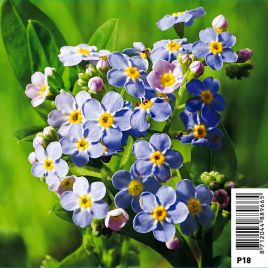 Myosotis palustris bleu - Myosotis des marais 3,50 €