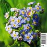 Myosotis palustris bleu - Myosotis des marais