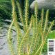 Myriophyllum rubricaule Plantes de bassin M 3,50 €