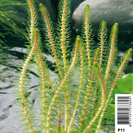 Myriophyllum rubricaule
