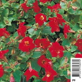 Mimulus bonfire red - mimule rouge