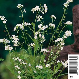 Myosotis Palustris Alba - Souvenez-vous de moi