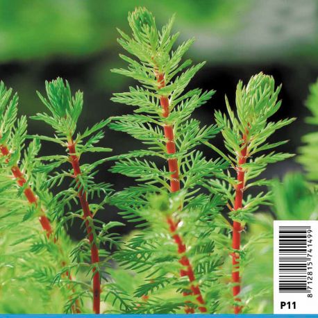 Myriophyllum red stem 2,30 €