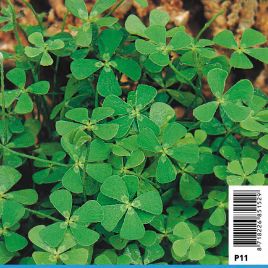 Marsilea quadrifolia - Cappilaires d'eau 2,30 €