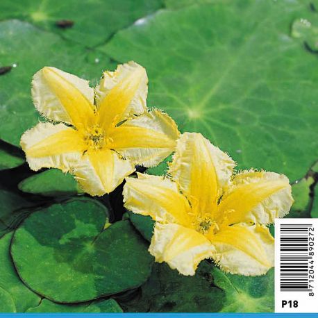 Nymphoides peltata jaunes - faux nénuphar 3,90 €