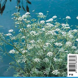 Oenanthe aquatica - Oenothère aquatique 2,30 €