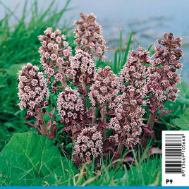Petasites hybridus - Pétasites Plantes de bassin P 5,00 €