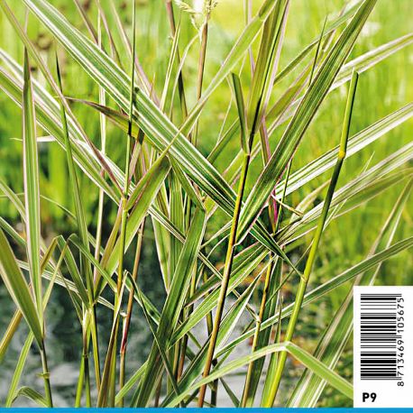 Phalaris arundinacea Picta (Feuillage panaché) -Ruban de la vierge 'Picta' 3,50 €