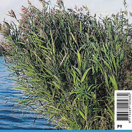 Phragmites australis - Roseau commun Plantes de bassin P 3,50 €