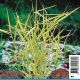 Phragmites australis Variegata yellow - Roseau varié Plantes de bassin P 3,50 €